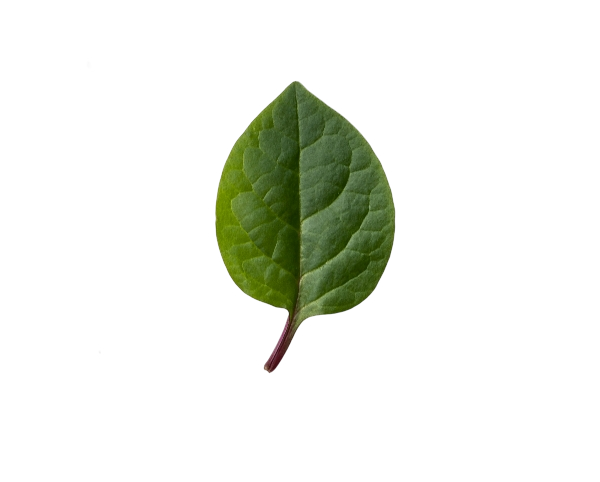 Floating Monstera Leaf