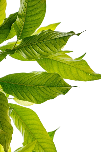 Botanical Leaf Left