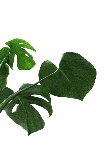 Botanical Leaf Left