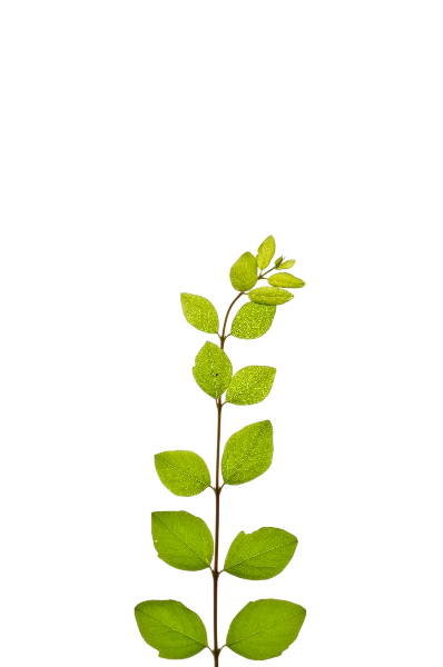 Framing Leaf Left
