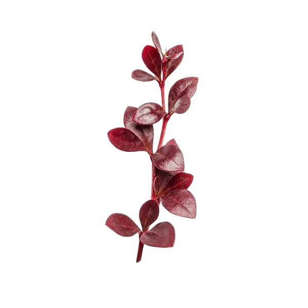 Framing Leaf FAQ Left